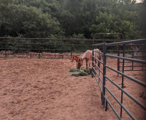 Emma Dean and Marina after the transport now at Horse Haven