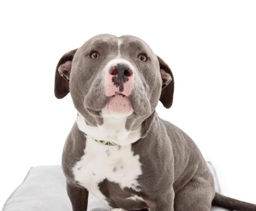 Bear the gray and white dog sitting on a cushion with a white background
