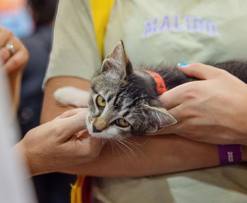 Tabby and white kitten being held by a person