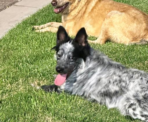 Taz the dog lying in the grass next to another dog