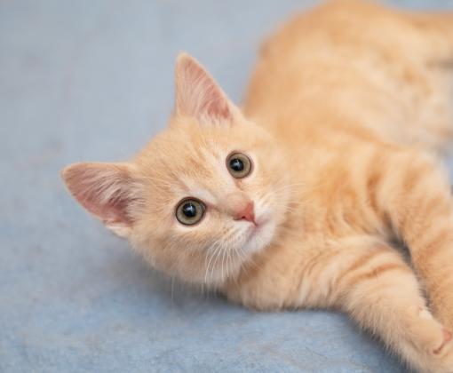 Cream tabby kitten lying on his side