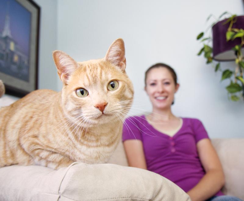 Cat on couch with person