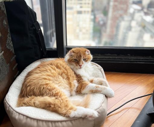 Reds the cat lying in a cat bed by a window