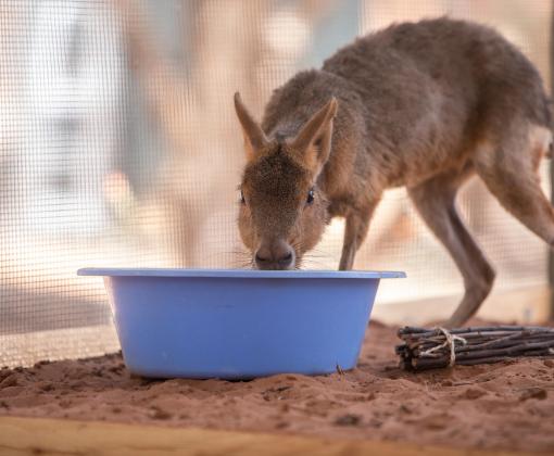 Cavy looking into a blue water or food bowl