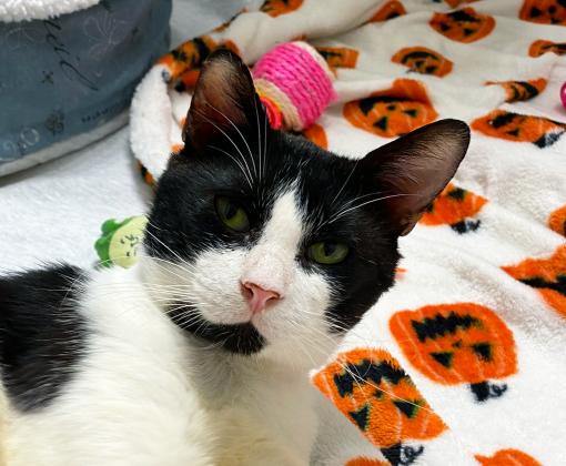 Black and white cat lying on a jack-o-lantern print blanket