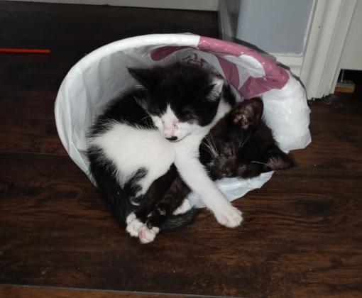 Jeff the kitten snuggling with another kitten in a small bed