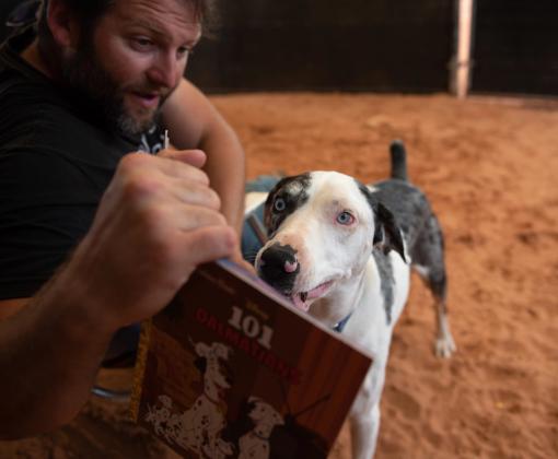 Frankie the dog looking at the "101 Dalmatians" book being read to him