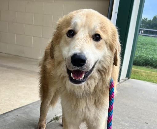 Caesar the dog with his mouth open in a smile