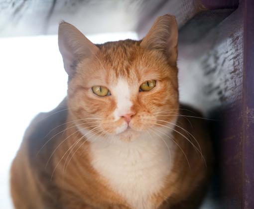 Adored the cat sitting in a rectangular wooden cat perch