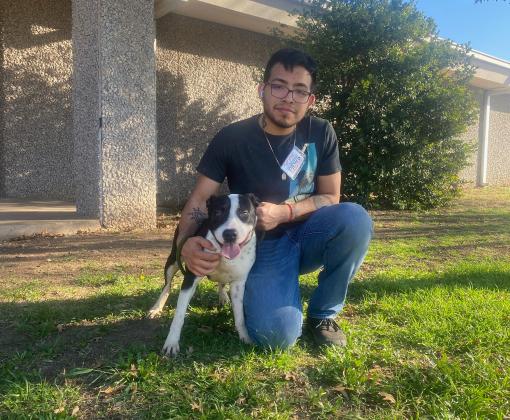 Person kneeling in grass with arm hugging a black and white dog next to him