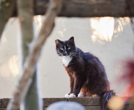 Black and white community cat with tipped ear