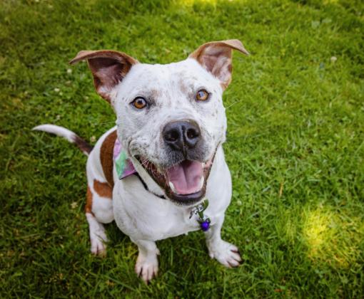 Felix the dog smiling and sitting outside on green grass
