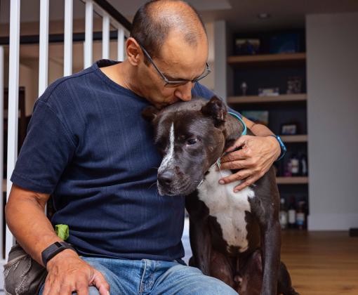 Person hugging and kissing a crop-eared pit-bull-type dog in a home