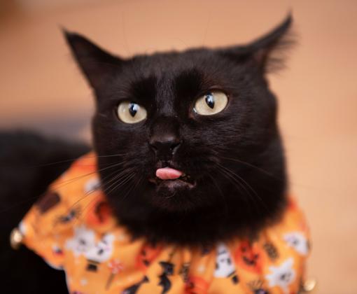 Jako the cat whose tongue is sticking out a bit, wearing a Halloween collar