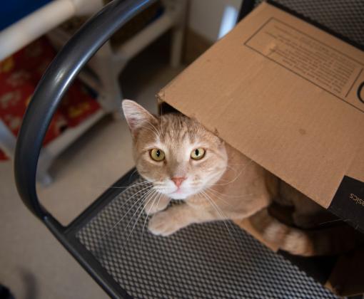 Orange tabby cat in a box on a chair