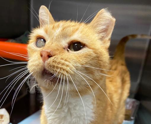 Captain Pearl the cat standing in a kennel