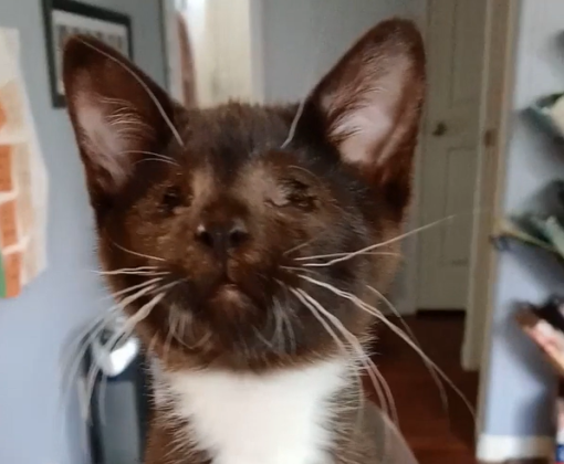 Coraline the black and white blind kitten standing on the back of a piece of furniture