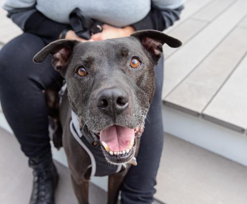 Black and white senior pit-bull-type dog with mouth open smiling, between the legs of a person who is sitting on some stairs
