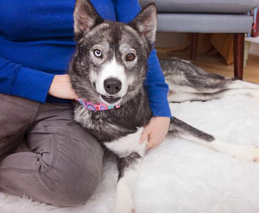 Dog relaxing with a person on a soft rug