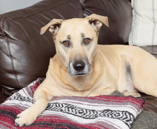 Tan dog lying on a blanket on a couch
