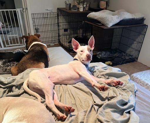 Silver Sword the dog in bed with another dog