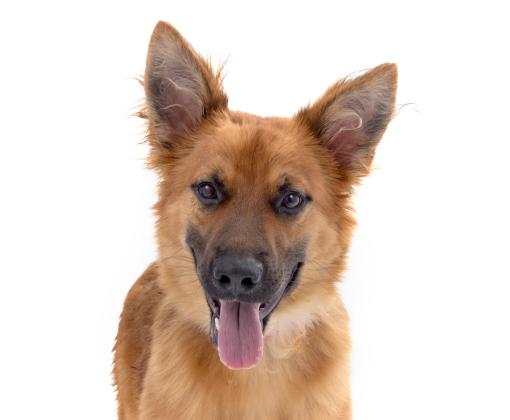 Kimchi the dog with upright ears and tongue hanging out