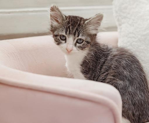 Tabby with white kitten on a light pink bed next to a white pillow