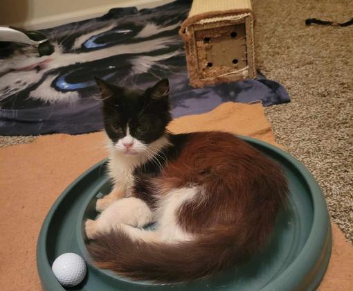 Jessie lying in the middle of a round cat scratcher/toy