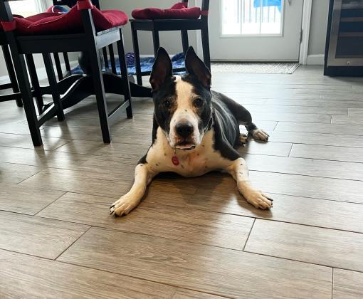 Lucky Charm the dog lying on the floor in front of some furniture