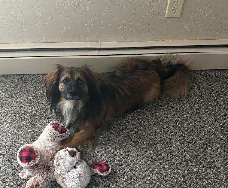 Nikki the dog on the floor with a stuffed toy