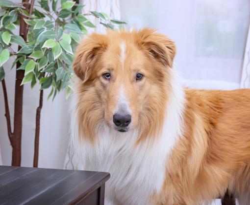 The face of Friday the collie in front of an artificial plant