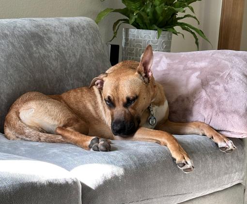 Rex the dog lying on a couch