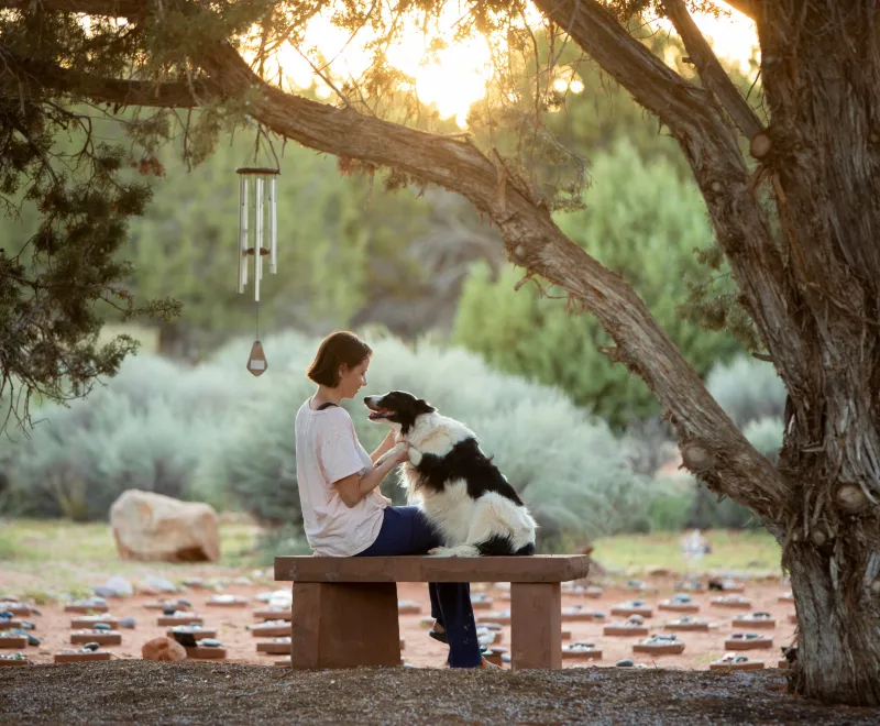 Person sitting with a dog on a bench under a tree while the sun sets in the background