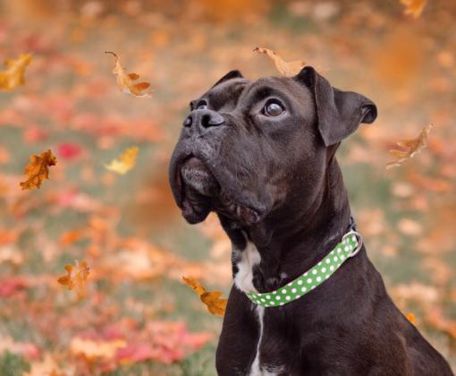 Black and white boxer wearing a collar, outside by some fallen autumn leaves