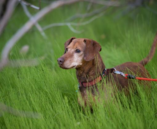Leashed dachshund in green grass