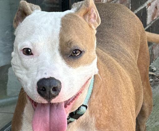 Coral the dog happy and smiling with her tongue out