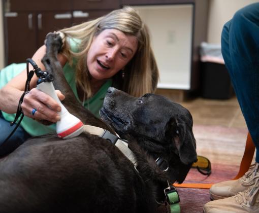 Swing the dog receiving his pretend laser treatment