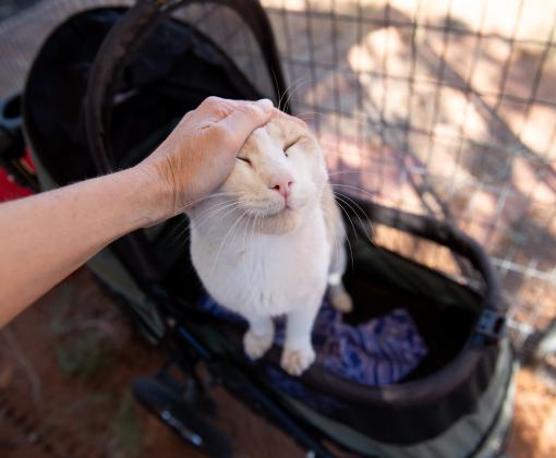 Person's hand petting the head of Leo Decatmeow the cat, who is standing in his stroller
