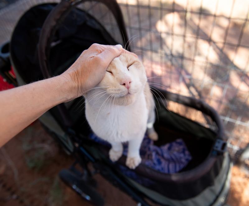 Person's hand petting the head of Leo Decatmeow the cat, who is standing in his stroller