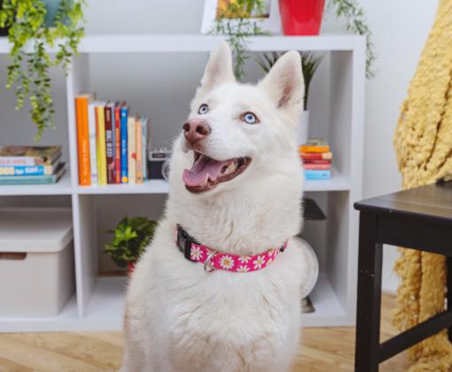 White husky-type dog wearing a collar in a home setting