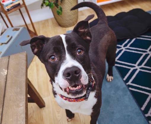 Black and white dog in a home environment