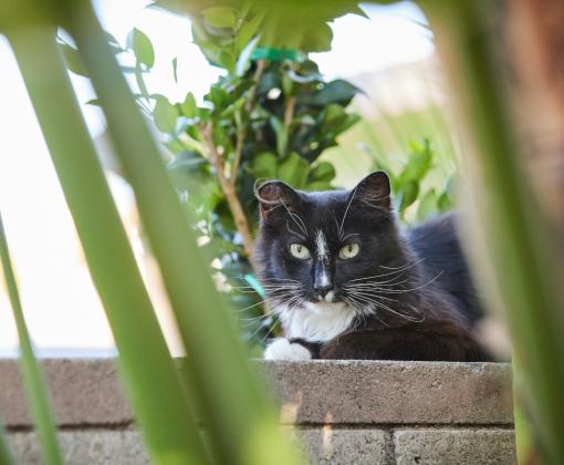 Black and white community cat lying outside on a stone ledge