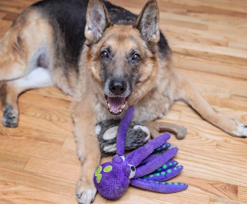 Dublin the dog lying next to a stuffed purple octopus toy