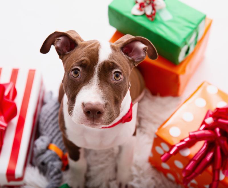 Puppy Christmas