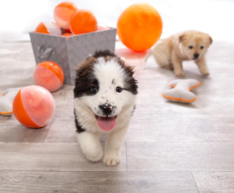 Two puppies run toward the camera with orange balls and toys