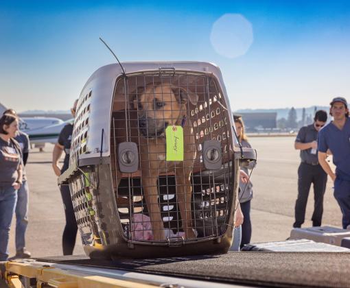 Dog in a carrier as part of the flight transport during the Los Angeles wildfires