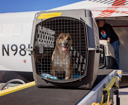 Dog in a carrier coming out of the Los Angeles wildfires transport flight