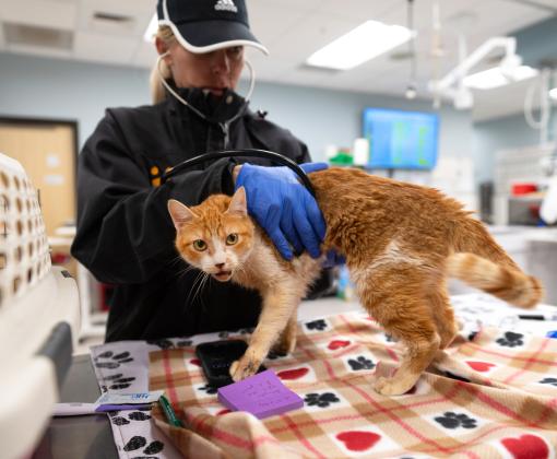 Person giving an orange and white cat a medical exam after a transport from Los Angeles during the wildfires