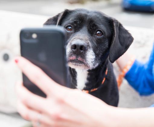Person sitting next to a dog taking a selfie