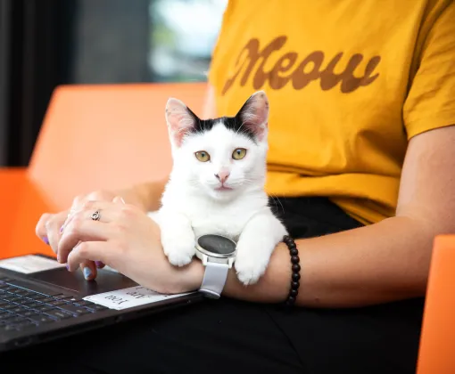Person typing on a laptop with a small kitten relaxing on their lap